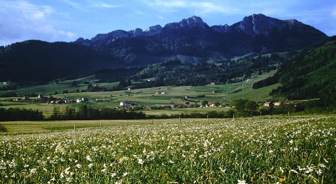 Champ de narcisses près d'Estavannens.