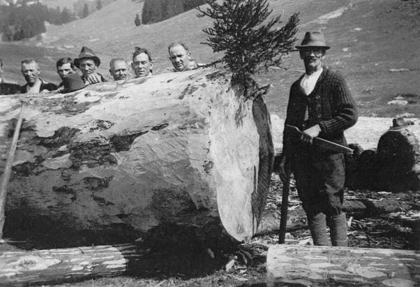 Le gros « vouêrnyo » abattu en 1940 : la quinzaine de bûcherons pose derrière l’énorme bille de sapin blanc.