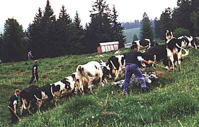 Troupeau de Jacques et Philippe Pharisa, en 1998.